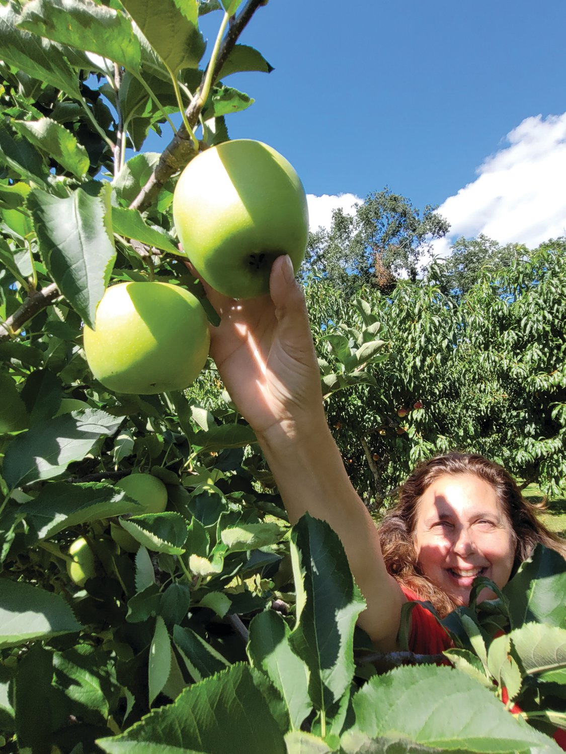 RIPE FOR PICKING: Mary Lou D’Andrea and her husband Lou own Appleland Orchards in Smithfield. She reaches up to pick a ripe apple this week, in preparation for this weekend’s Apple Festival in Johnston.